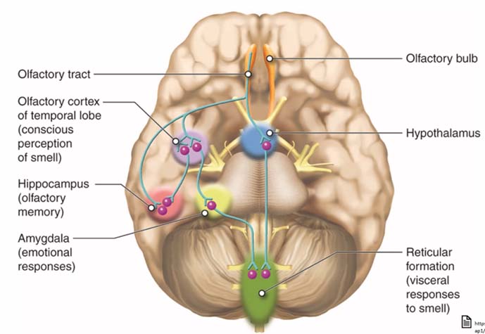 Gráfico que muestra el cerebro y diversos órganos en él